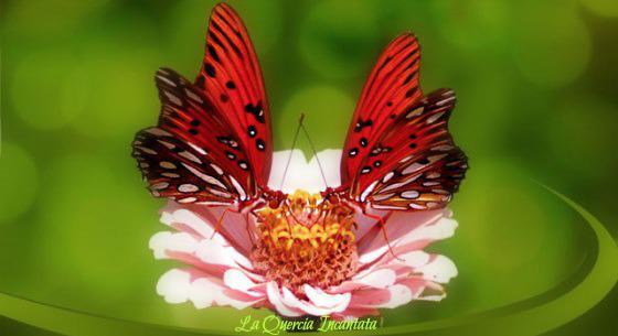 due farfalle sul fiore