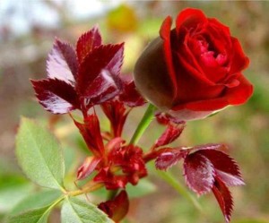 rosa rossa bella