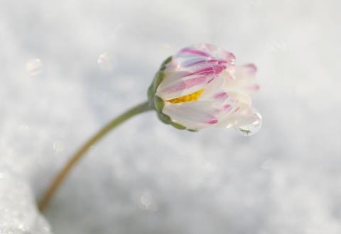 anemone sfumato