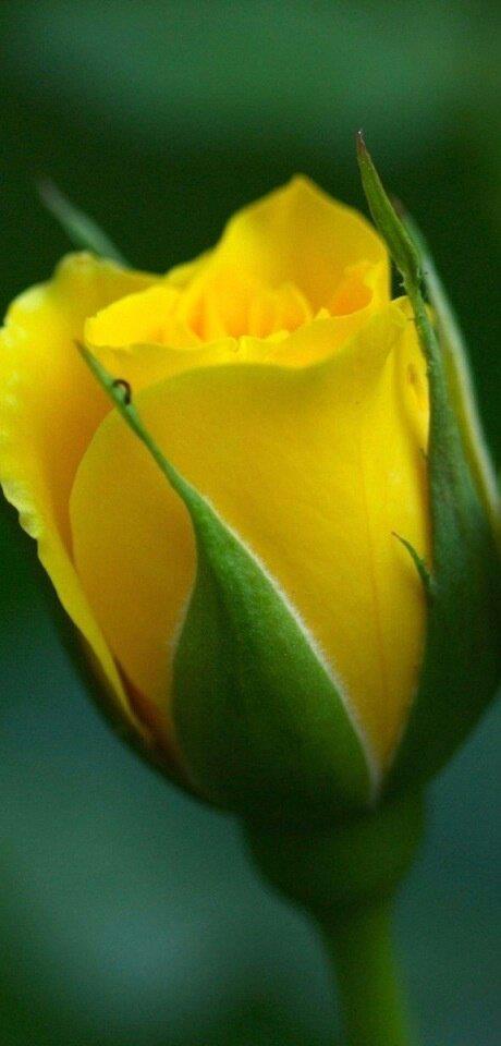 bocciolo giallo
