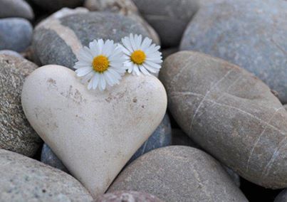 cuore di margherita