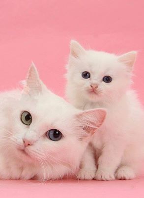 gatti rosa