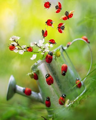 coccinelle