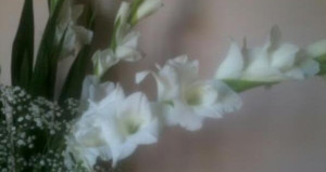 cropped-gladiolomod12.jpg