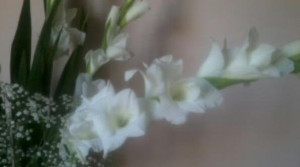 cropped-gladiolomod14.jpg